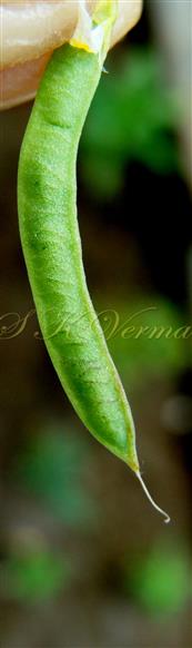  Legume